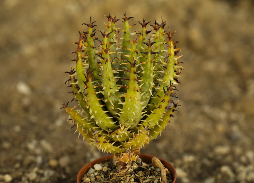 Aloe erinacea