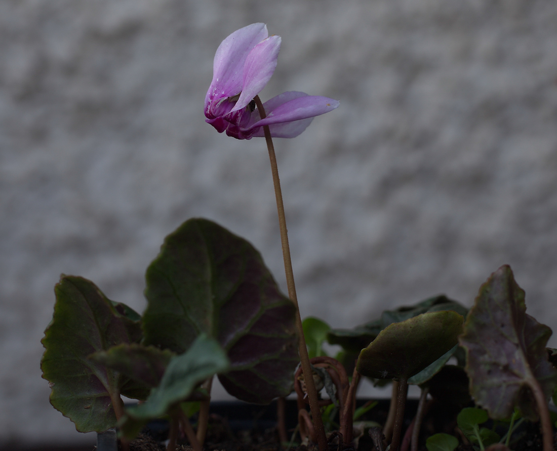 brambořík břečťanolistý (Cyclamen hederifolium)