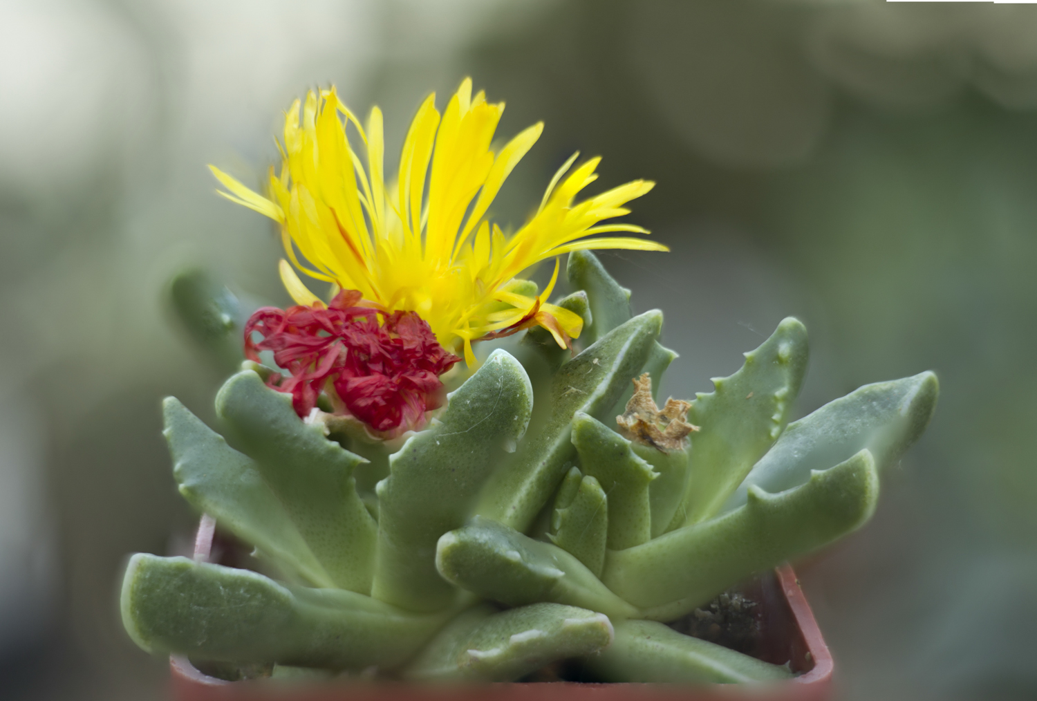 Faucaria paucidens