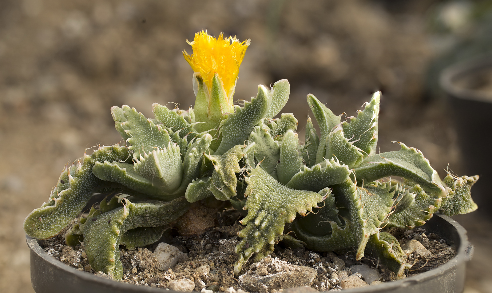Faucaria tigrina