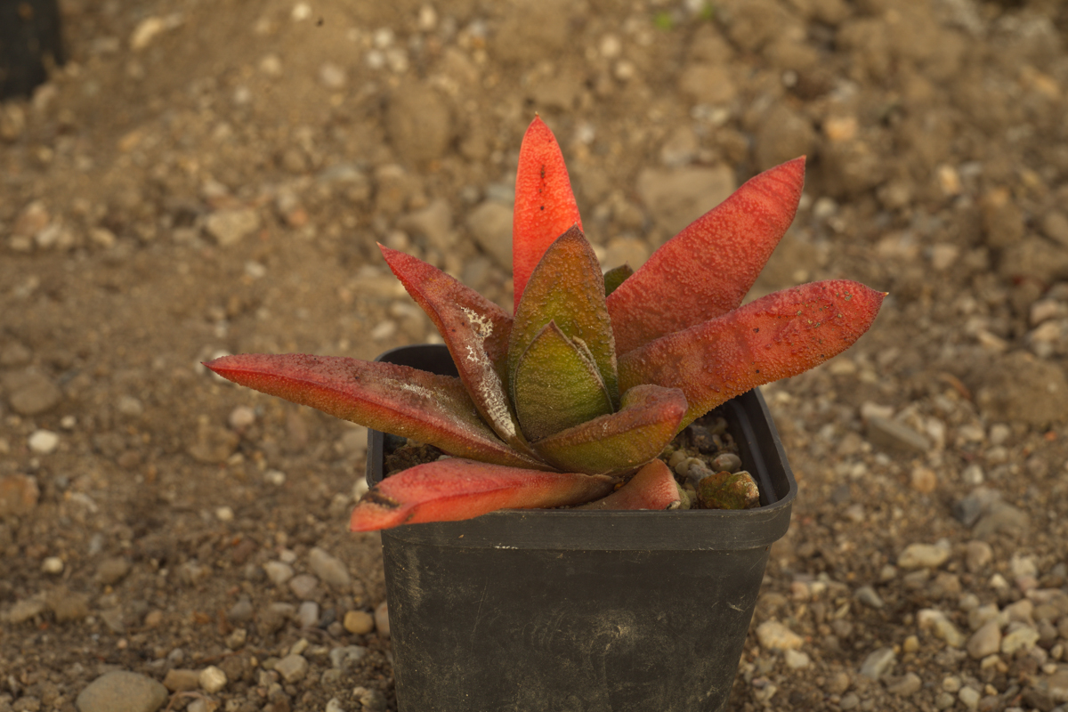 Gasteria batesiana pongola