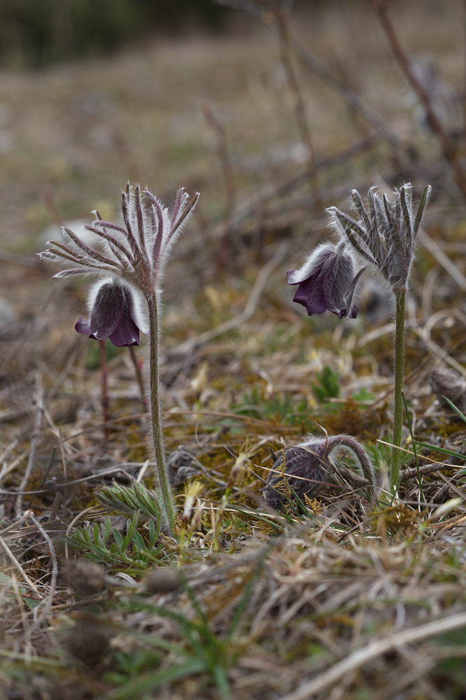 koniklec luční český (Pulsatilla pratensis subsp. bohemica)