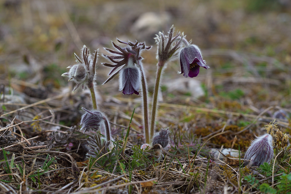 koniklec luční český (Pulsatilla pratensis subsp. bohemica)