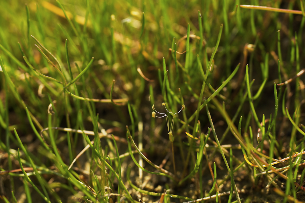 pobřežnice jednokvěté (Littorella uniflora)