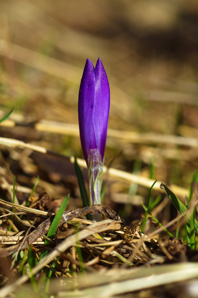 šafrán bělokvětý (Crocus albiflorus)