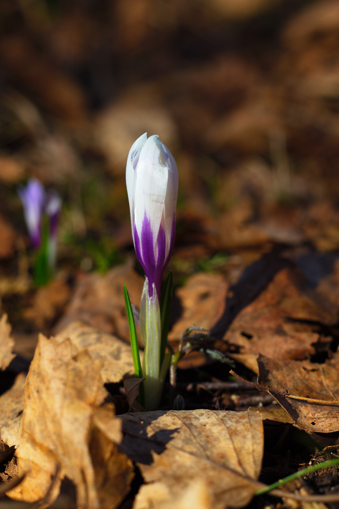 šafrán bělokvětý (Crocus albiflorus)