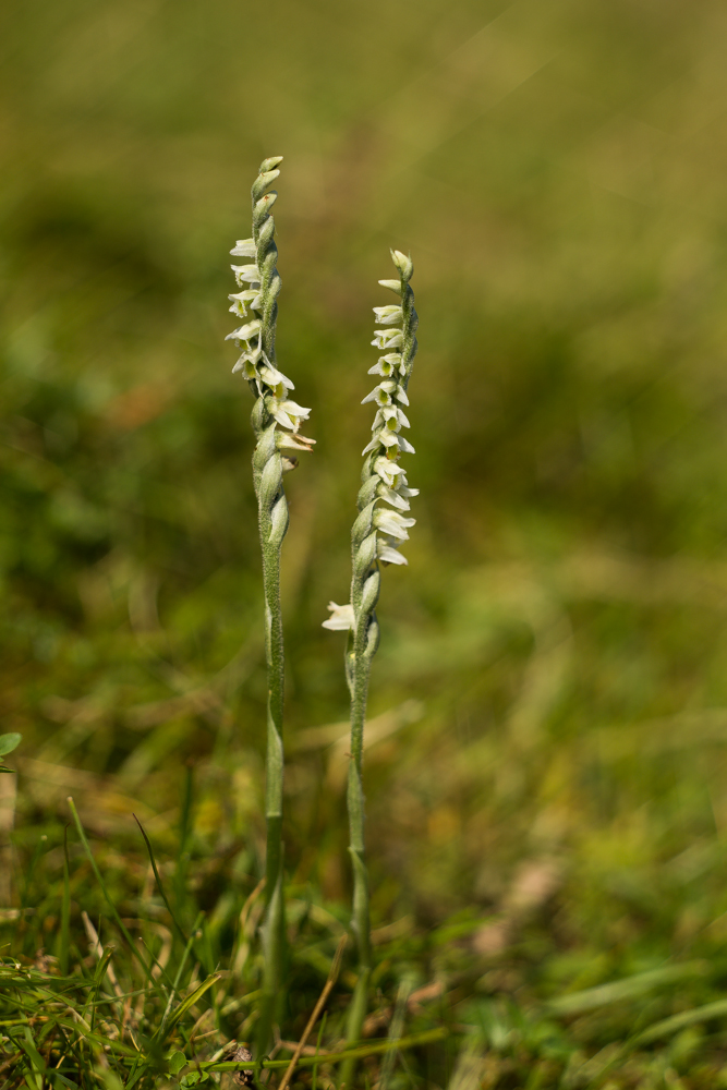 Smrkovník plazivý (Goodyera repens)