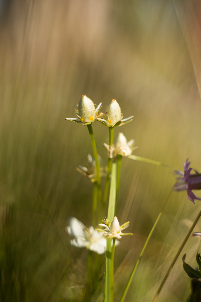 tolije bahenní (Parnassia palustris)