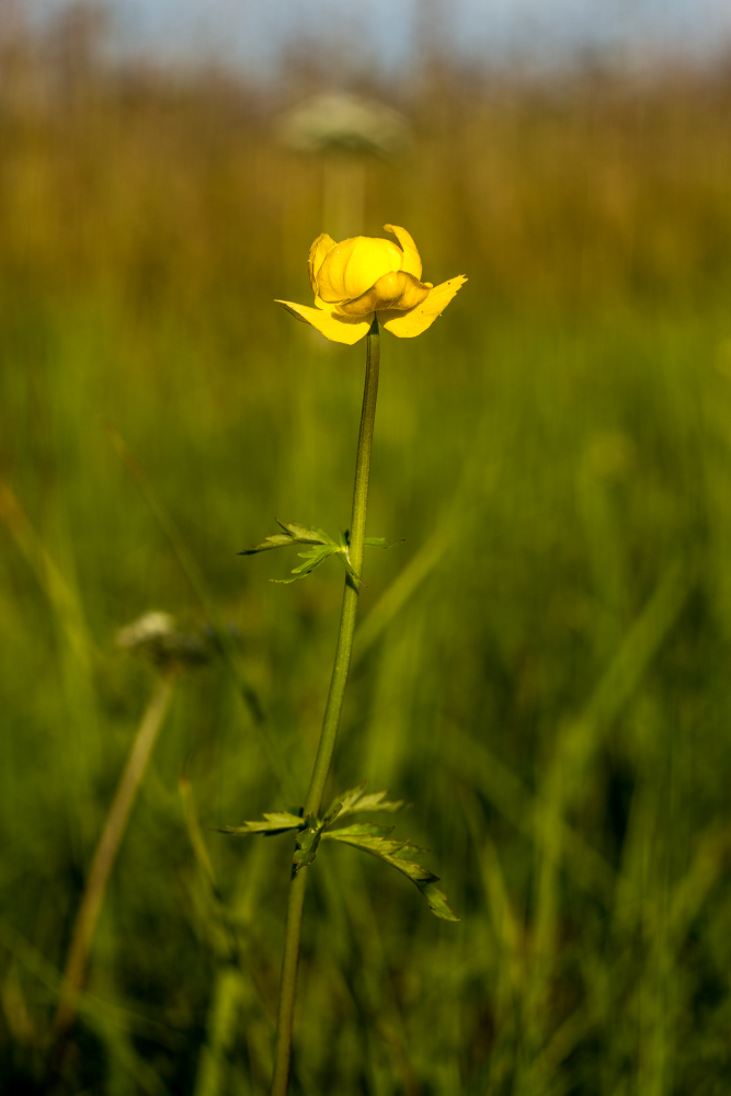 úpolín nejvyšší (Trollius altissimus)