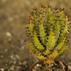 Aloe erinacea