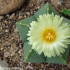 kaktusy (Cactaceae)