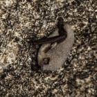 Létavcovití - Miniopteridae