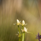 tolije bahenní (Parnassia palustris)